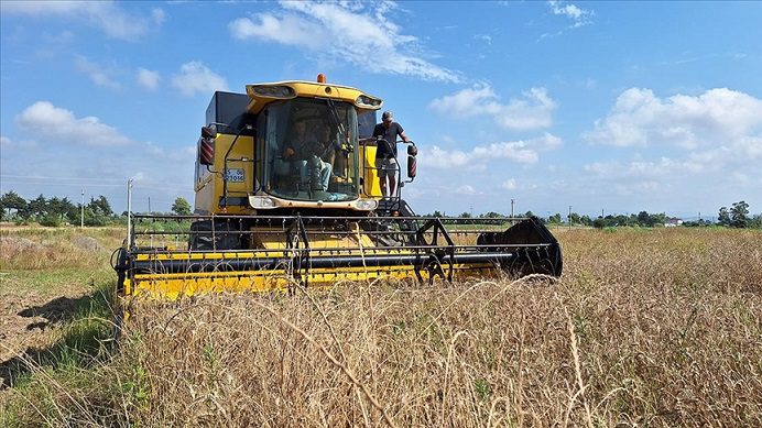 Bafra Ovası’nda çeltik hasadı tamamlandı