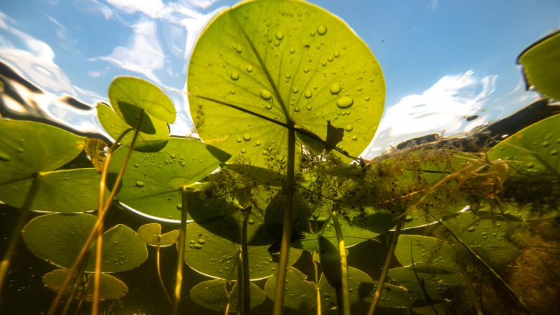 Savaş ve çatışmalar biyoçeşitliliği tehdit ediyor