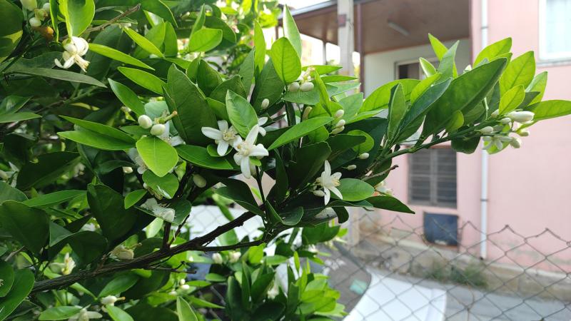 Osmaniye’de kasımda meyve ağaçları çiçek açtı