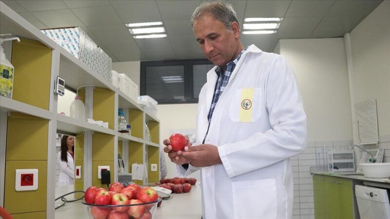 Niğde misket elmasının hastalıklara dayanıklı genleri, ABD’de yeni elma çeşitlerine aktarılacak