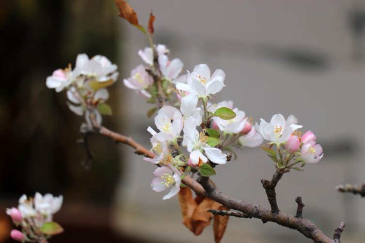 Kasım ayının son günlerinde elma ağacı çiçek açtı.
