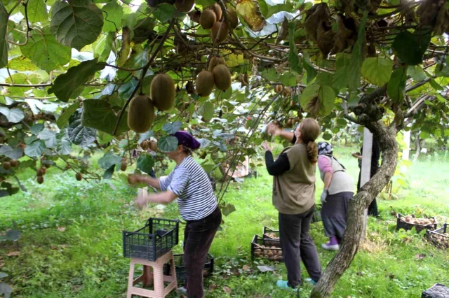 Ordu’da 30 yıl önce hobi için başlanan kivi üretiminin kente yıllık getirisi 100 milyon TL