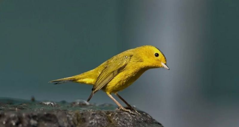 ABD ve Kanada’da ırkçı olarak bilinen tarihi figürlerin ismiyle anılan onlarca kuş türünün adı değişiyor