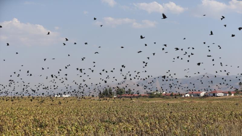 Muş Ovası, sulak alanlarıyla göç yolculuğundaki kuşları ağırlıyor
