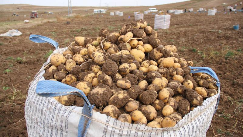 Kayseri patatesinin ekim alanı arttı