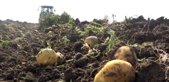 Muş’ta Kadınlar Patates Hasadı Yaparak Ailelerine Destek Oluyor