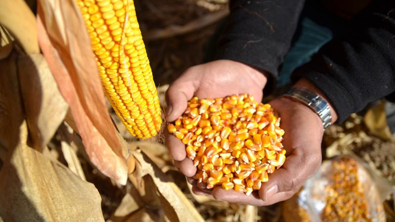 Konya’da ekim alanı artan mısırda sıcaklığa bağlı verim kaybı bekleniyor