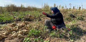 Afyonkarahisar’da Şeker Pancarı Hasadı Devam Ediyor