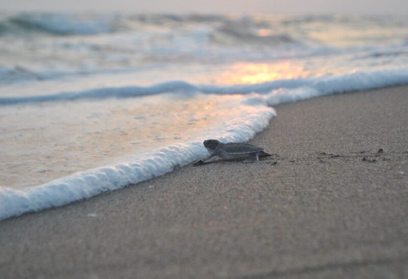 Binlerce yavru deniz kaplumbağası denizle buluştu