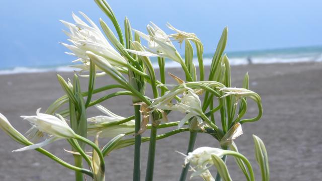 Samandağ Sahili’nde ‘Kum Zambakları’ Göz Kamaştırıyor