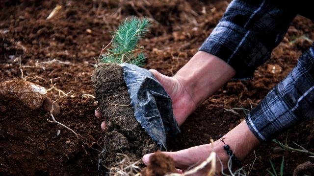 Milli Ağaçlandırma Günü’nde 6 ilde 77 bin 200 fidan toprakla buluşturulacak