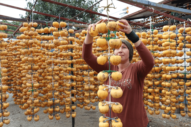 Tarlada fiyatı 20 TL olan cennet hurması, kurutulduktan sonra 200 TL’ye satılıyor