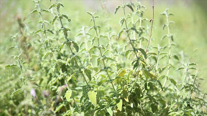 Tescillenen ada çayı “Uysal”ın 120 dönümlük alanda üretimine başlandı