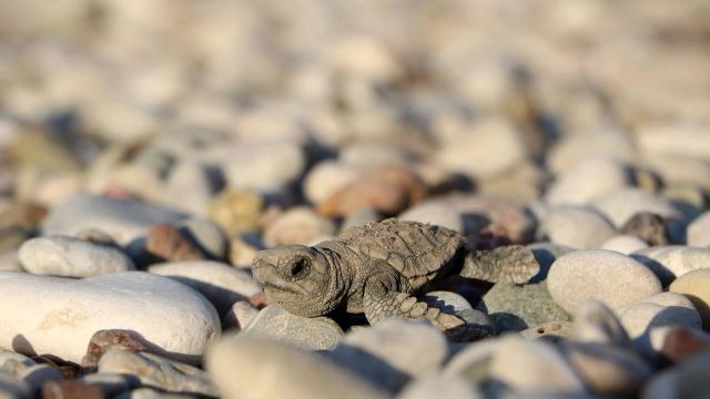 Denize ulaşan yavru caretta sayısı iki kat arttı