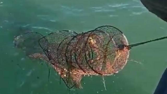 Eğirdir Gölü’nde 200 adet sahipsiz kerevit pinteri ele geçirildi