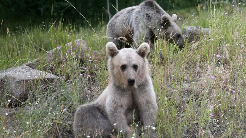 Kış uykusuna yatmayan ayılar kovanlara dadandı