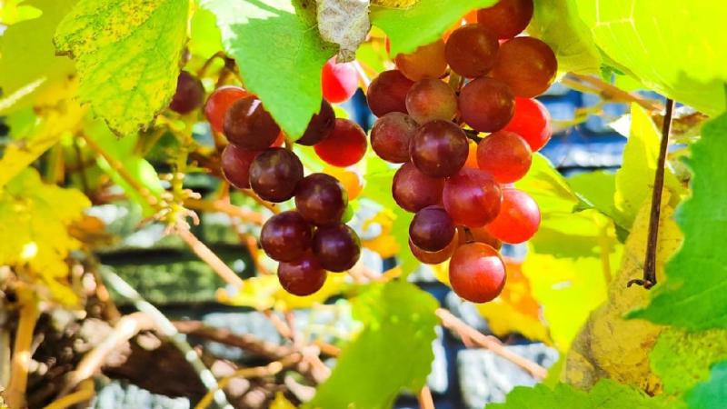 Giresun’da Aralık ayında asma dalında üzümü görenler şaşkına döndü