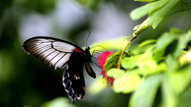 Kelebek Bahçesi, 30 bin kelebek ile Şebiarus için süslendi