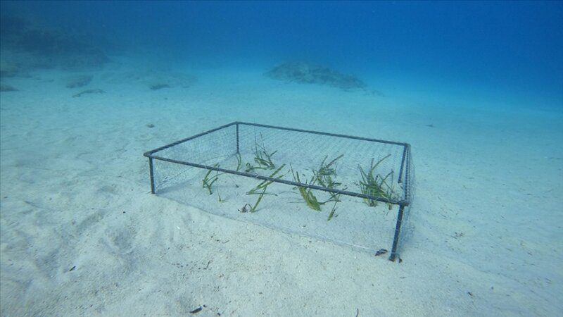 İskenderun Teknik Üniversitesi Kaş-Kekova’da deniz çayırı ekimi gerçekleştirdi