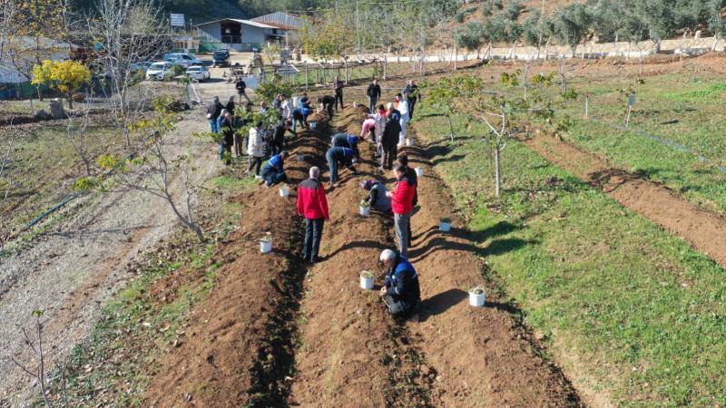 “Maraş dondurması”nın ham maddesi salebin fideleri toprakla buluştu