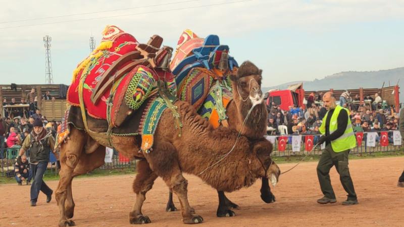 Bayındır’da deve güreşi şenliği yapıldı