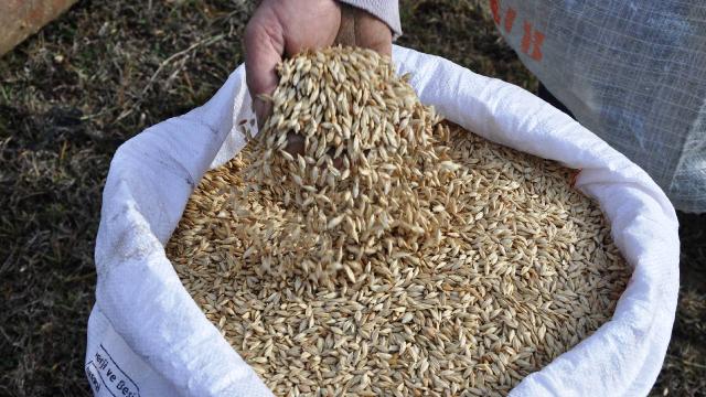Kastamonu’da siyez buğdayın ekimine başlandı