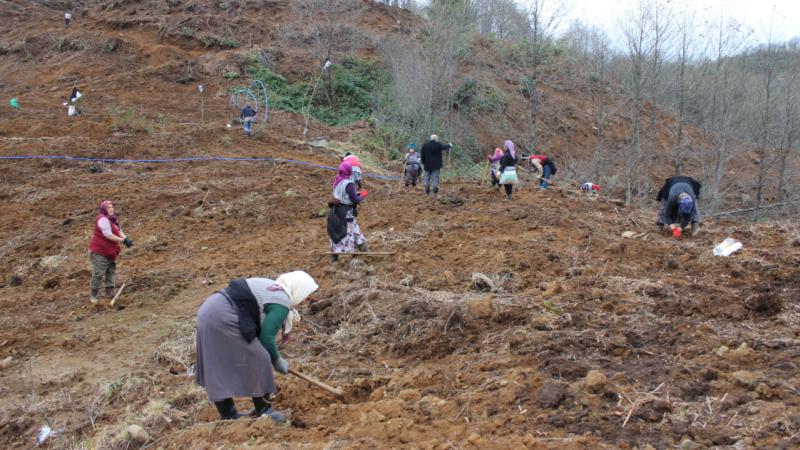 Giresun’da 80 dönüm araziye maviyemiş ve aronya fidanı dikiliyor