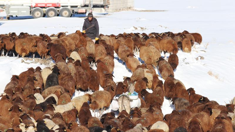 Iğdır’da hayvan sürülerinin zorlu kış dönüşü başladı