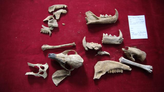 Mardin’deki kazılarda 1500 yıllık Anadolu leoparı kemikleri bulundu