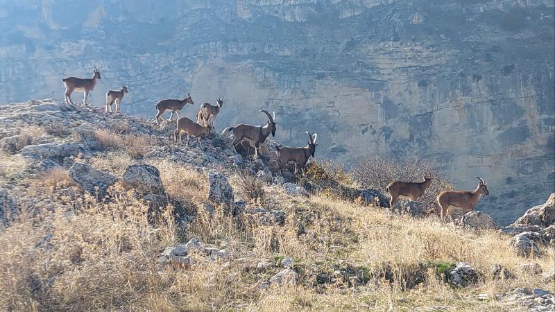 Tunceli’de koruma altındaki yaban keçileri yerleşim yerine indi