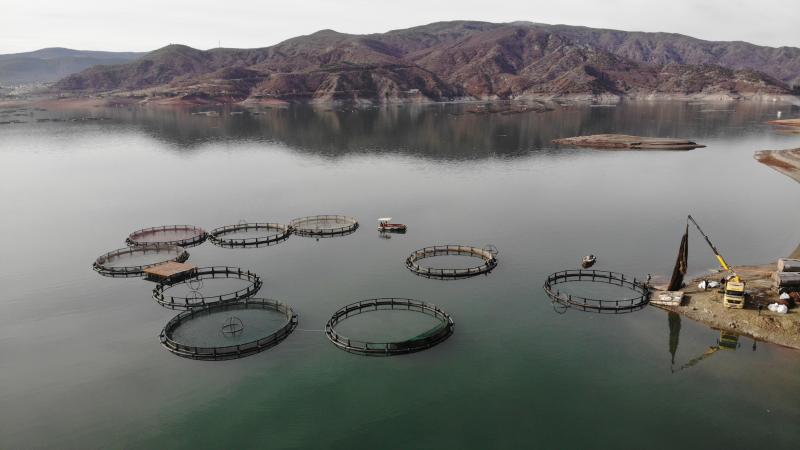 Denizi olmayan Tokat’tan somon ihracatı