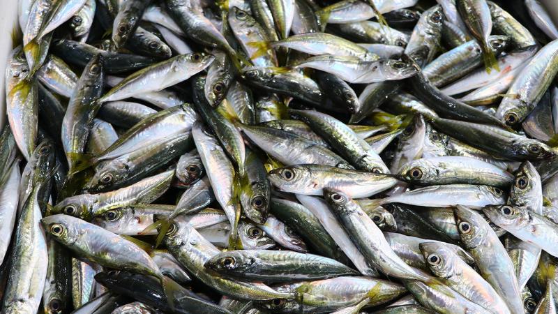 Balıkçılar limana hamsi ve istavritle dönüyor