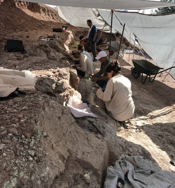 Anadolu’nun Paleontolojisi: Prof. Dr. Ayla Sevim Erol Röportajı