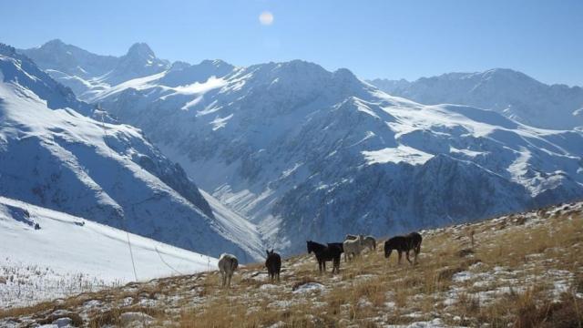 Munzur Dağları’nın bir başka güzellikleri: Yılkı atları