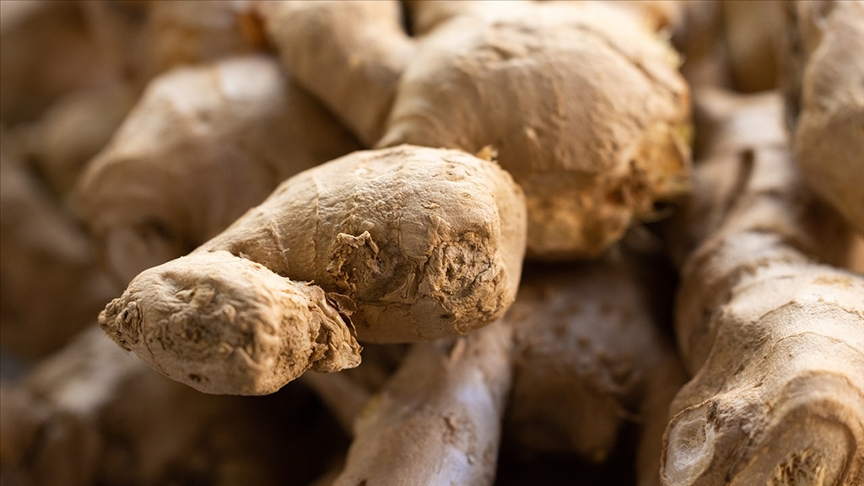 “Zencefil”in Alzheimer ve kanser hastalıklarına karşı potansiyeli araştırıldı