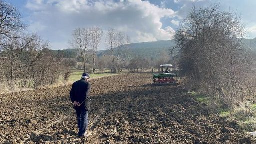 Buğdayların atası 12 bin yıllık siyez çiftçinin yüzünü güldürüyor