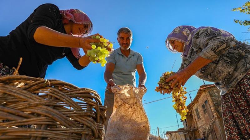 Batman’ın Gercüş Mezrone üzümüne coğrafi işaret