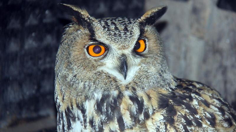 Sivas’ta bulunan yaralı puhu tedavi edilecek