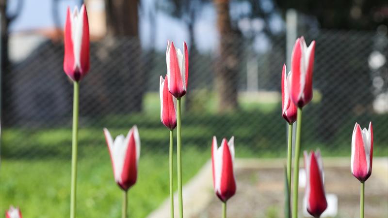 Türkiye’nin Lahey Büyükelçiliğinin bahçesi “İstanbul Lalesi” ile renklenecek
