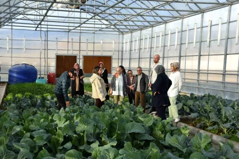 Tokat’ın Niksar İlçesinde Sera Akademi Projesiyle Üretim ve Eğitim Devam Ediyor