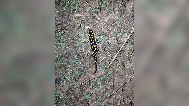 Elazığ’da nesli tehlikede olan “sarı benekli semender” görüldü
