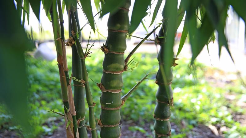 Balkonda yetiştirmeye başladığı bambunun fidanlığını kurdu