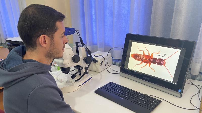 Sivas’ta yeni bir böcek türü keşfedildi