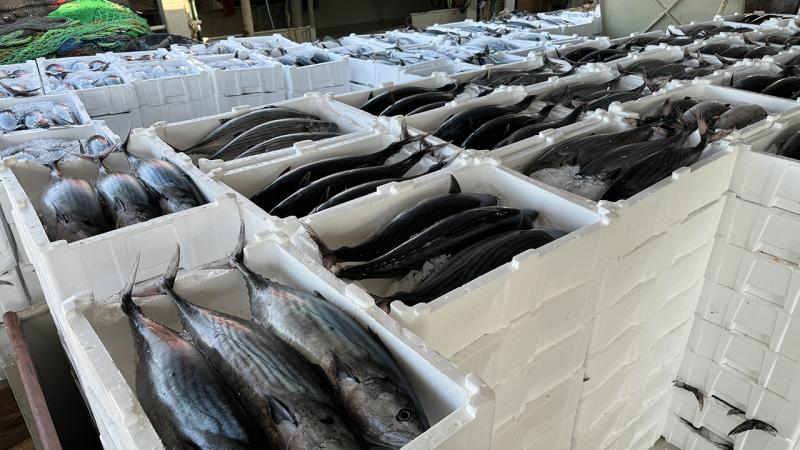 Tekirdağlı balıkçıların ağları torikle doldu