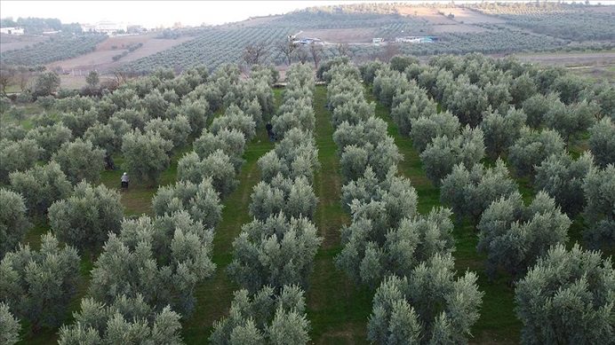 Orta Sakarya Vadisi’ndeki mikroklima etkisine sahip Osmaneli’nde zeytinler hasat ediliyor