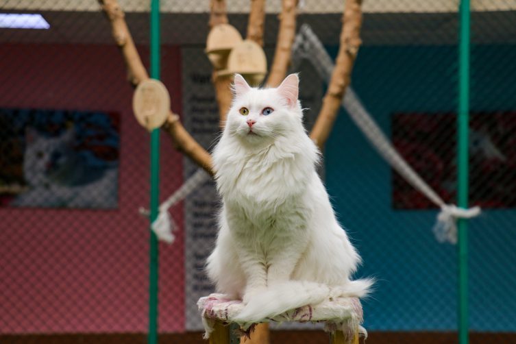 Van Kedi Villası’nda bu yıl 80 yavru sahiplendirildi