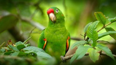 Papağanların yaşadıkları şehre göre aksanları değişiyor