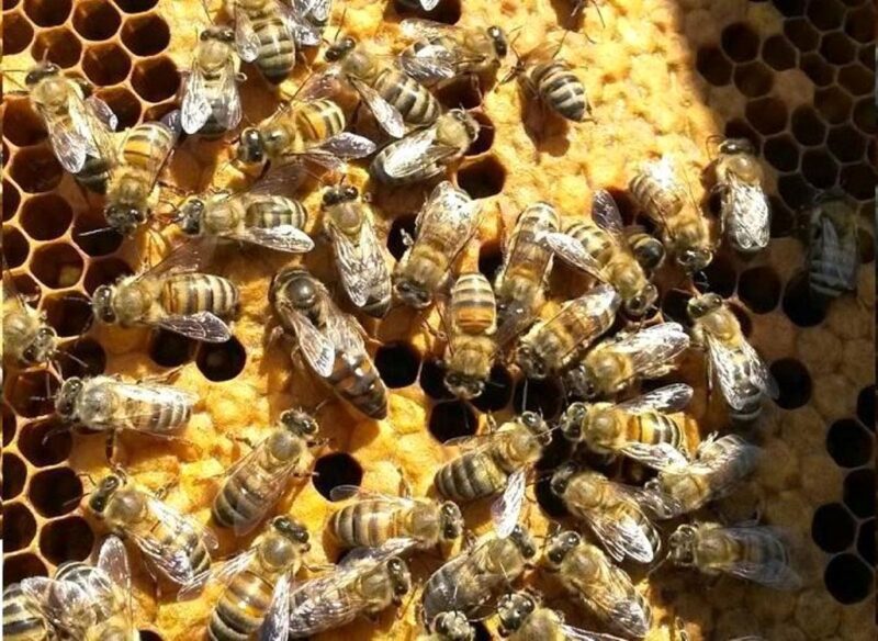 Kırklareli’nde 10 Bin Arılı Kovan Destekleme Programına Alındı