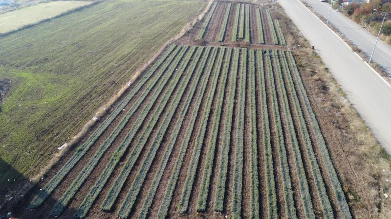 Ürettiği lavanta fideleri 7 ülkede bahçeleri süslüyor