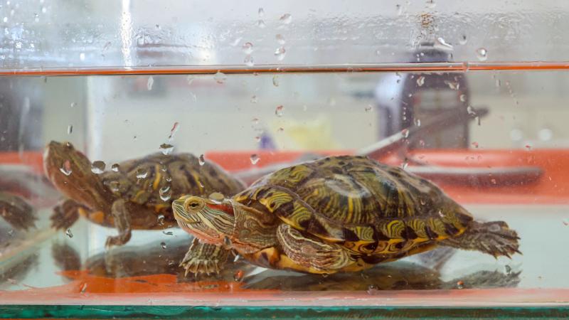 “İstilacı kaplumbağa” endemik türlerin varlığını tehdit ediyor